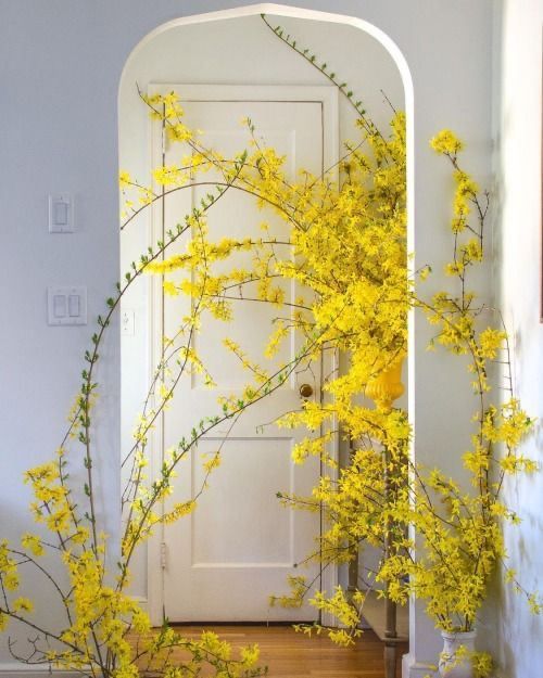 Bogentür, umrahmt von gelben Forsythienzweigen