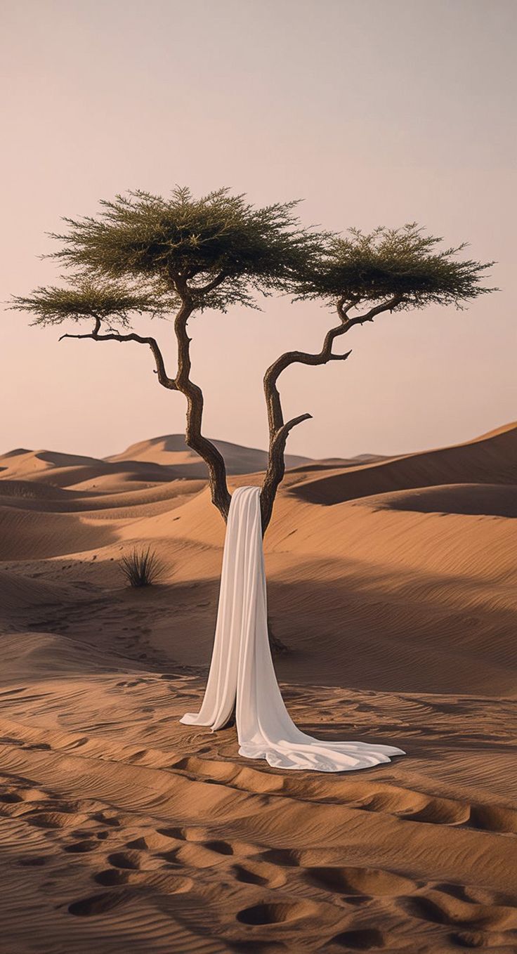 Brautkleid hängt an einer Akazie in der Sahara