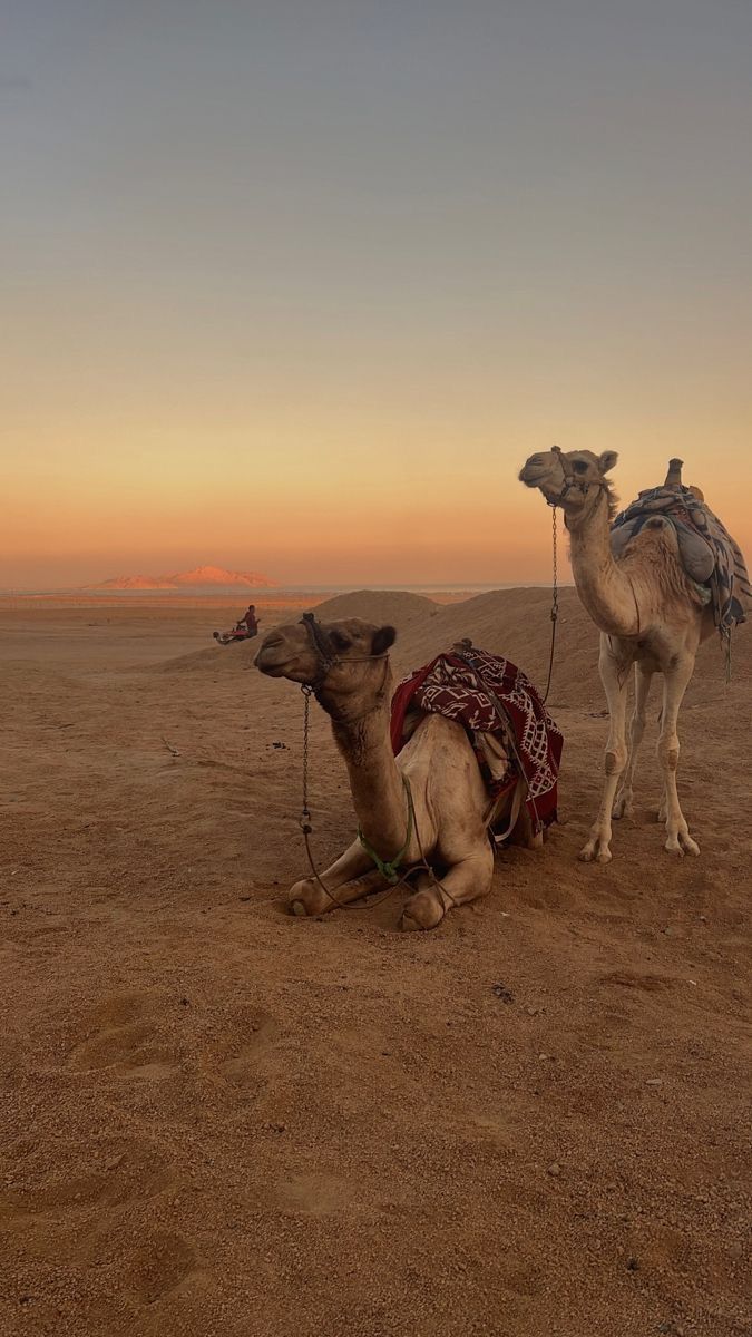 Zwei Kamele ruhen bei Sonnenuntergang in der Wüste