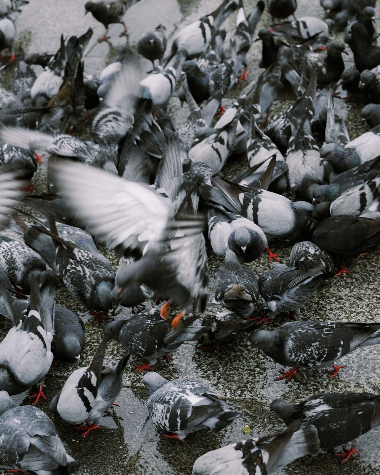 Palomas alzando el vuelo en la Piazza del Duomo