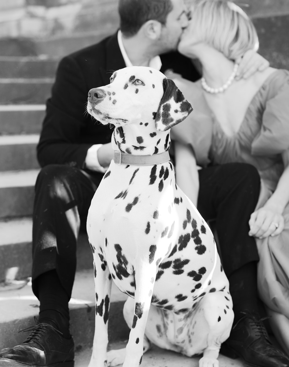 Foto en blanco y negro de una pareja besándose detrás de un dálmata