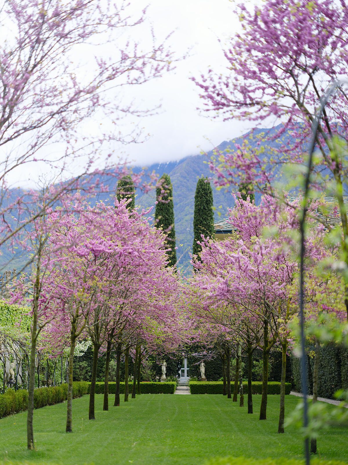 Allee aus rosa Judasbäumen in den Gärten der Villa Balbiano
